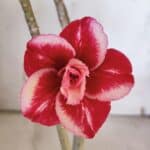 Planta Dobrada 3188 – 35cm – 03 anos