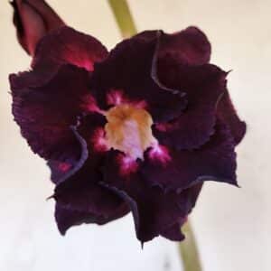Planta Dobrada 3190 – 35cm – 03 anos
