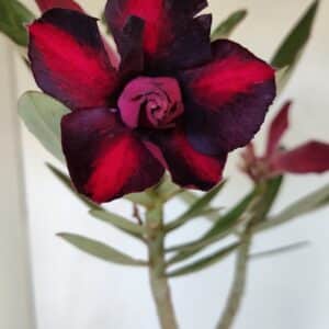 Planta Dobrada 3193 – 35cm – 03 anos