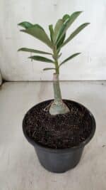 ENXERTO 11948 – 20cm (cor LM 402) - Imagem 3