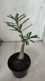 ENXERTO 11952 – 25cm (cor LM 315) - Imagem 3