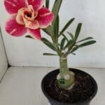 ENXERTO 11992 – 22cm (cor LM 618)