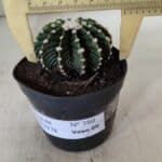 GYMNOCALYCIUM Friedrichii LB 2178 - Nº 380 – vaso 09