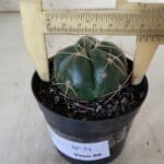 GYMNOCALYCIUM HORSTII Nº 51 – vaso 09