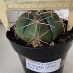 GYMNOCALYCIUM HORSTII Nº 603 – vaso 15