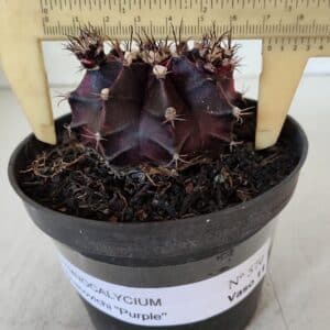 GYMNOCALYCIUM Mihanovichii Purple Nº 570 – vaso 11