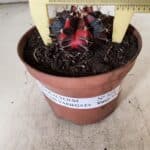 GYMNOCALYCIUM Mihanovichii Variegata Nº 524 – vaso 09