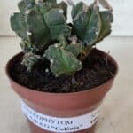 MATRIZ ASTROPHYTUM cv KIKKO "COLÔNIA"  Nº 925 – vaso 11