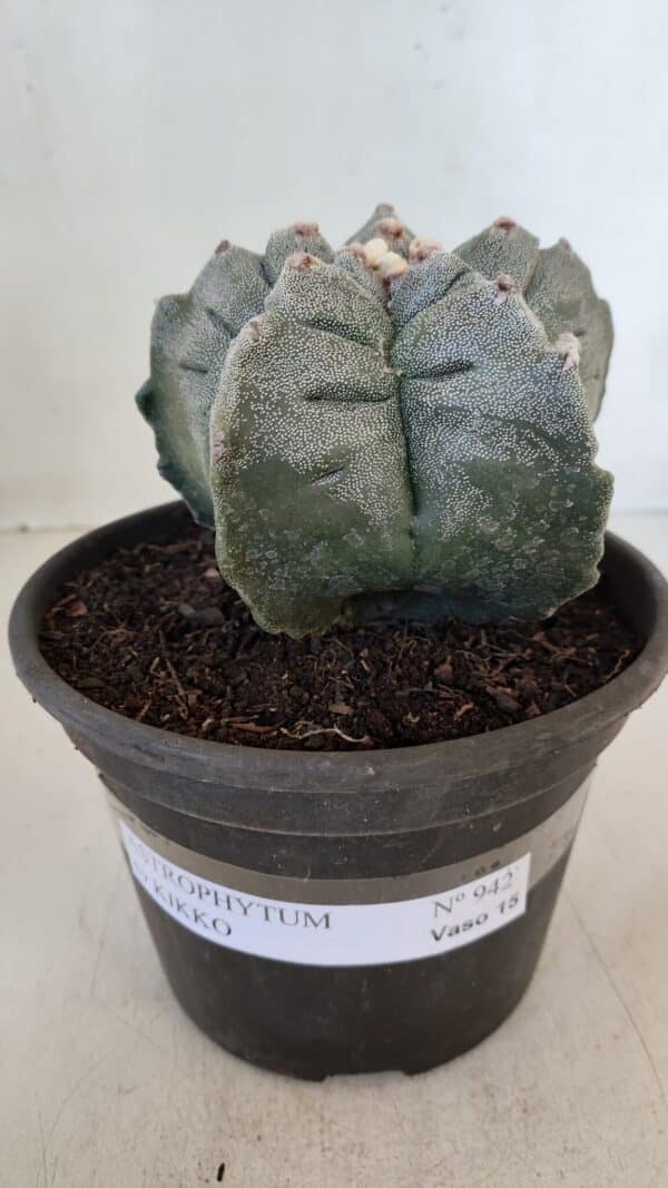 ASTROPHYTUM cv KIKKO  Nº 942 – vaso 15 - Imagem 2