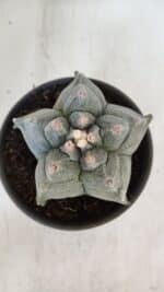 ASTROPHYTUM cv KIKKO  Nº 942 – vaso 15 - Imagem 3