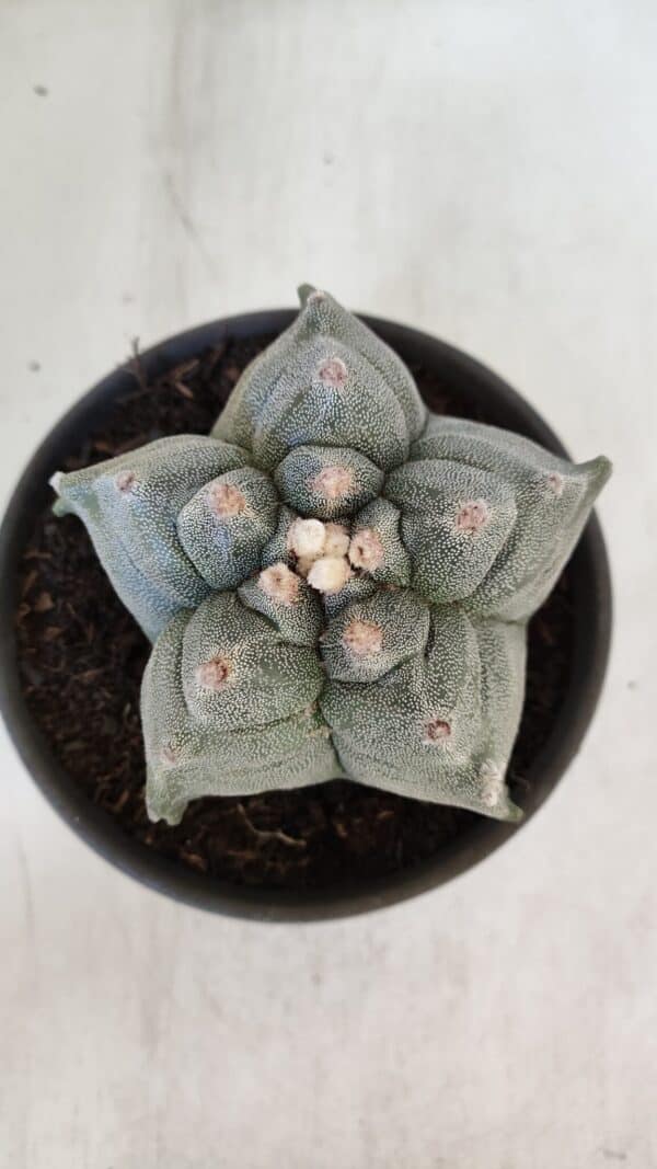 ASTROPHYTUM cv KIKKO  Nº 942 – vaso 15 - Imagem 3