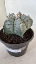 ASTROPHYTUM cv KIKKO  Nº 942 – vaso 15 - Imagem 9