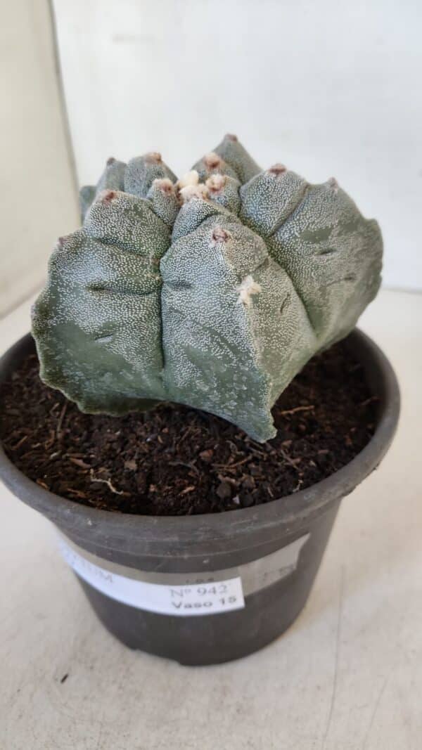 ASTROPHYTUM cv KIKKO  Nº 942 – vaso 15 - Imagem 9