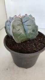 ASTROPHYTUM cv KIKKO  Nº 942 – vaso 15 - Imagem 8