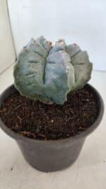 ASTROPHYTUM cv KIKKO  Nº 942 – vaso 15 - Imagem 7