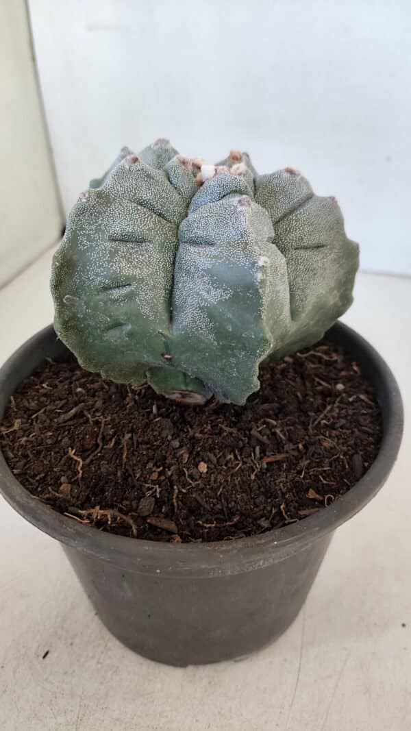 ASTROPHYTUM cv KIKKO  Nº 942 – vaso 15 - Imagem 7