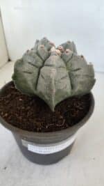 ASTROPHYTUM cv KIKKO  Nº 942 – vaso 15 - Imagem 6