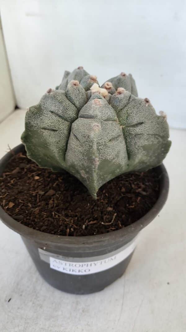 ASTROPHYTUM cv KIKKO  Nº 942 – vaso 15 - Imagem 6