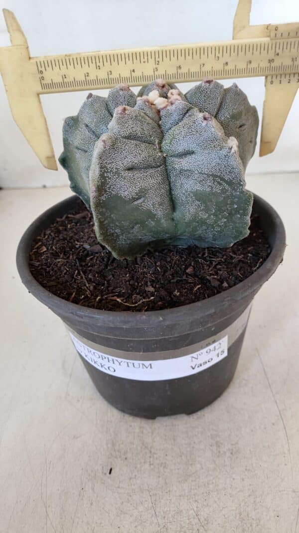 ASTROPHYTUM cv KIKKO  Nº 942 – vaso 15 - Imagem 4