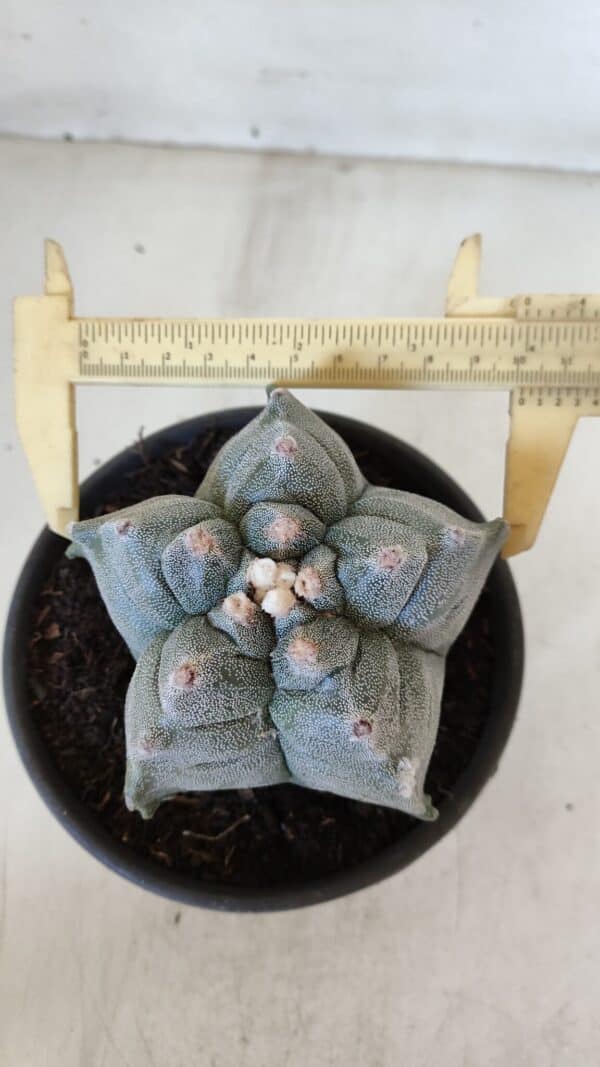 ASTROPHYTUM cv KIKKO  Nº 942 – vaso 15 - Imagem 1