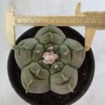 MATRIZ ASTROPHYTUM cv KIKKO  Nº 945 – vaso 15