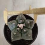 MATRIZ ASTROPHYTUM cv KIKKO  Nº 946 – vaso 15