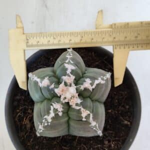 ASTROPHYTUM cv KIKKO  Nº 946 – vaso 15