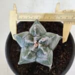 MATRIZ ASTROPHYTUM cv KIKKO  Nº 947 – vaso 15