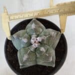 MATRIZ ASTROPHYTUM cv KIKKO  Nº 950 – vaso 15