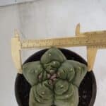 MATRIZ ASTROPHYTUM cv KIKKO  Nº 951 – vaso 15