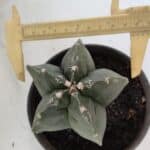 MATRIZ ASTROPHYTUM cv KIKKO  Nº 953 – vaso 15