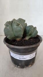 ASTROPHYTUM cv KIKKO "Bicéfalo"  Nº 955 – vaso 15 - Imagem 2