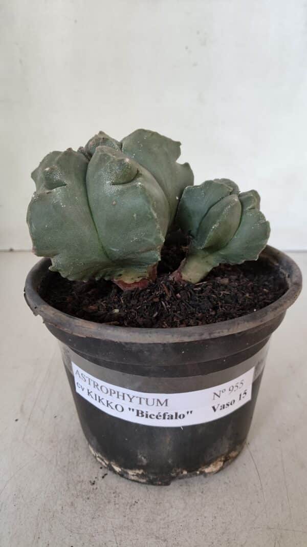 ASTROPHYTUM cv KIKKO "Bicéfalo"  Nº 955 – vaso 15 - Imagem 2