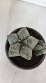 ASTROPHYTUM cv KIKKO "Bicéfalo"  Nº 955 – vaso 15 - Imagem 3