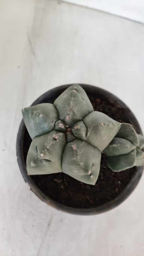 ASTROPHYTUM cv KIKKO "Bicéfalo"  Nº 955 – vaso 15 - Imagem 3