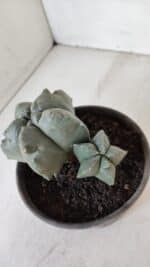 ASTROPHYTUM cv KIKKO "Bicéfalo"  Nº 955 – vaso 15 - Imagem 10