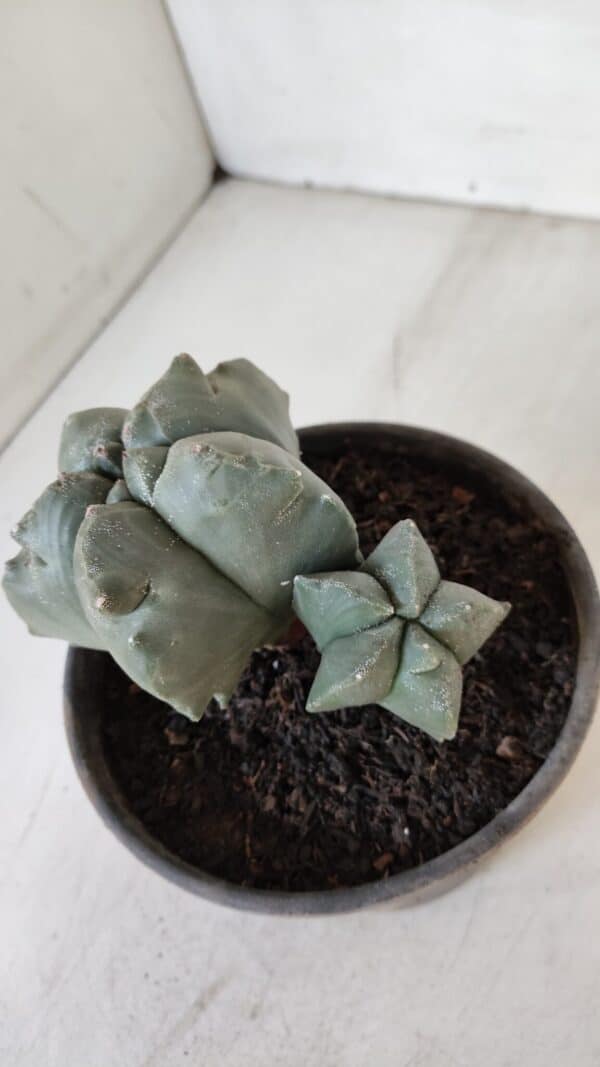 ASTROPHYTUM cv KIKKO "Bicéfalo"  Nº 955 – vaso 15 - Imagem 10