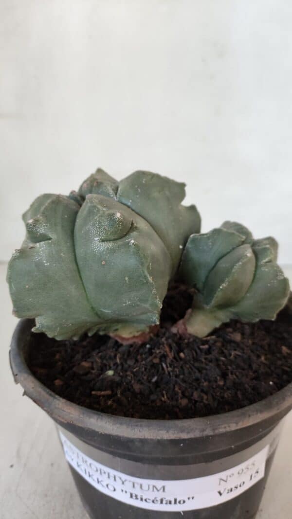 ASTROPHYTUM cv KIKKO "Bicéfalo"  Nº 955 – vaso 15 - Imagem 9