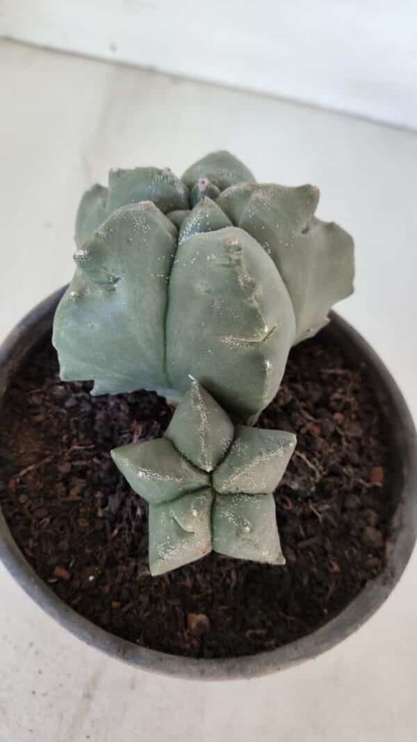ASTROPHYTUM cv KIKKO "Bicéfalo"  Nº 955 – vaso 15 - Imagem 8