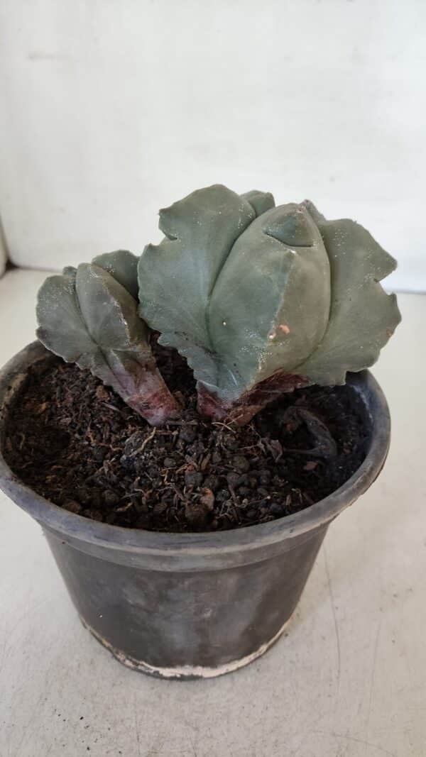 ASTROPHYTUM cv KIKKO "Bicéfalo"  Nº 955 – vaso 15 - Imagem 7