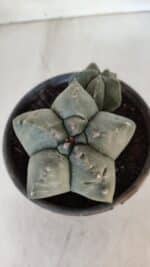 ASTROPHYTUM cv KIKKO "Bicéfalo"  Nº 955 – vaso 15 - Imagem 6