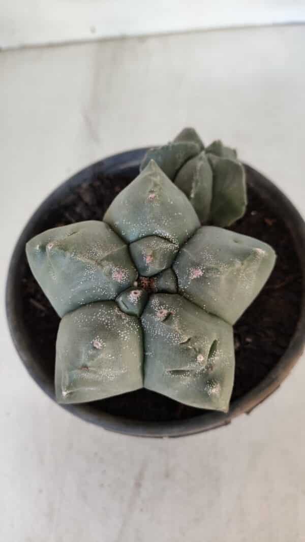 ASTROPHYTUM cv KIKKO "Bicéfalo"  Nº 955 – vaso 15 - Imagem 6