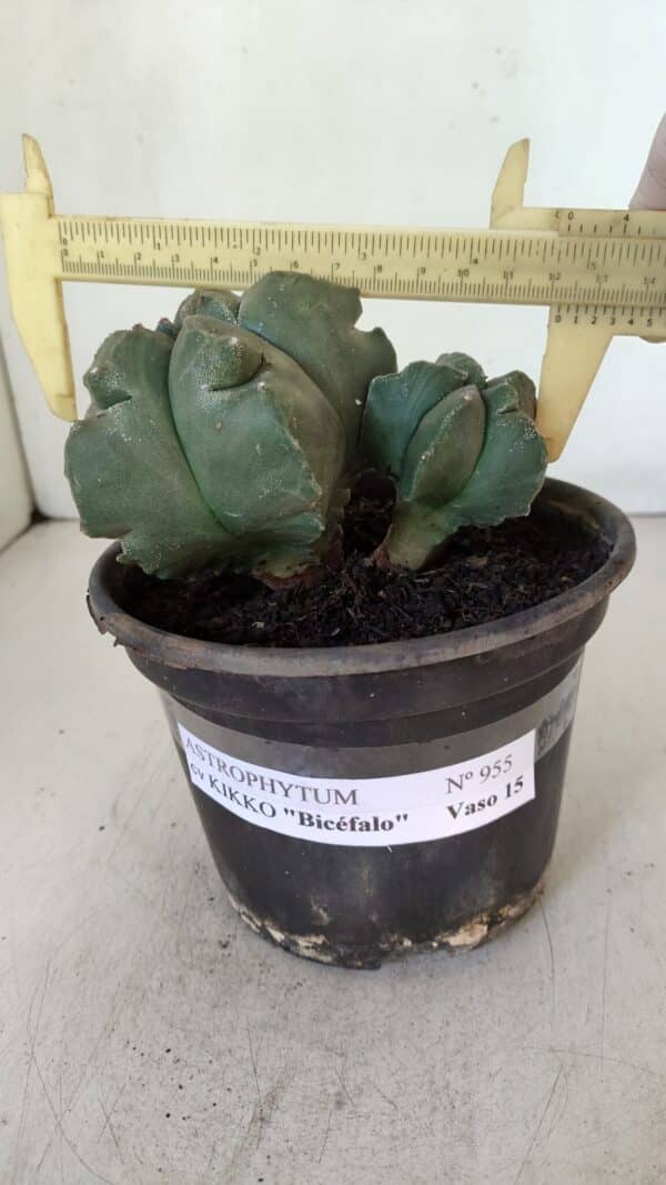 ASTROPHYTUM cv KIKKO "Bicéfalo"  Nº 955 – vaso 15 - Imagem 1