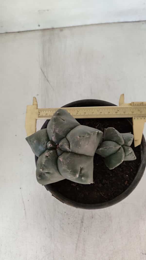 ASTROPHYTUM cv KIKKO "Bicéfalo"  Nº 955 – vaso 15 - Imagem 4