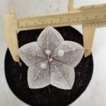 ASTROPHYTUM MYRIOSTIGMA Onzuka  Nº 392 – vaso 15