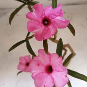 Planta Simples 2942 – 50cm – 04 anos