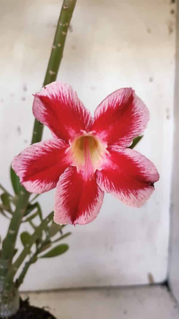 Planta Simples 2959 – 35cm – 03 anos - Imagem 1