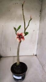 Planta Simples 2965 – 35cm – 03 anos - Imagem 2