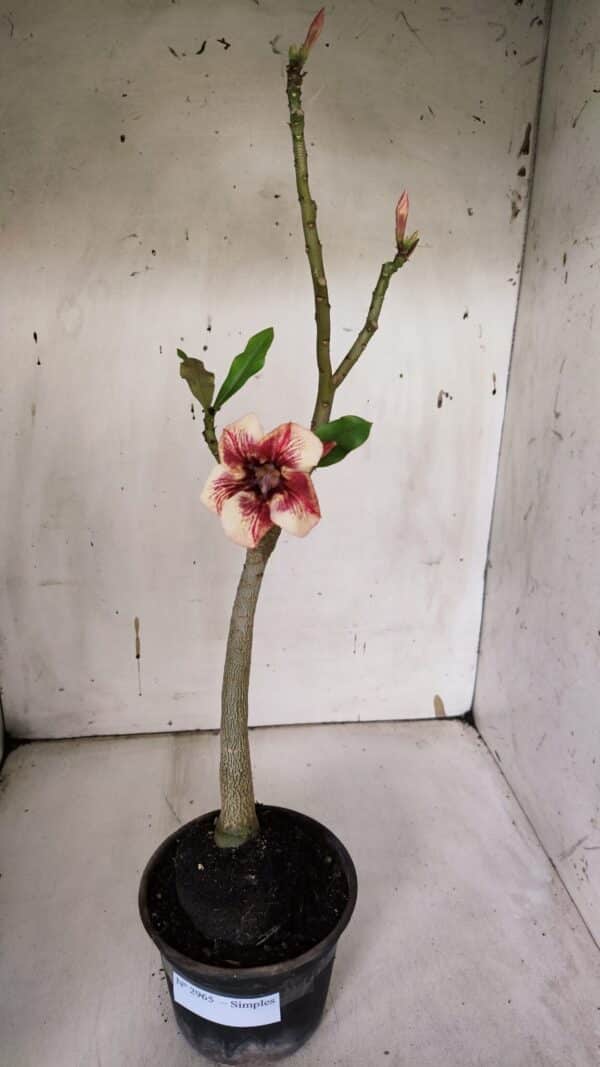 Planta Simples 2965 – 35cm – 03 anos - Imagem 2