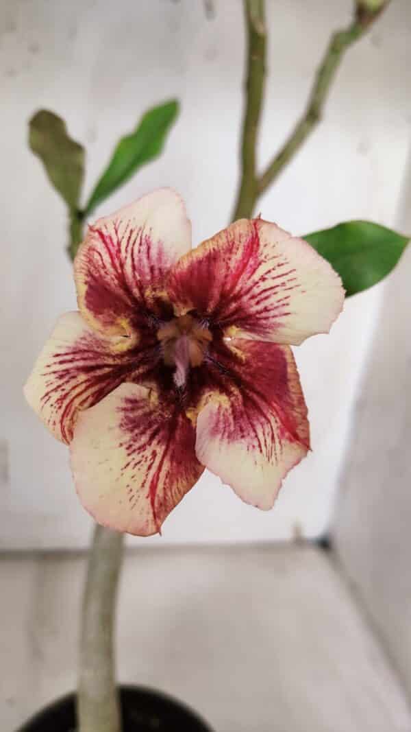 Planta Simples 2965 – 35cm – 03 anos - Imagem 1